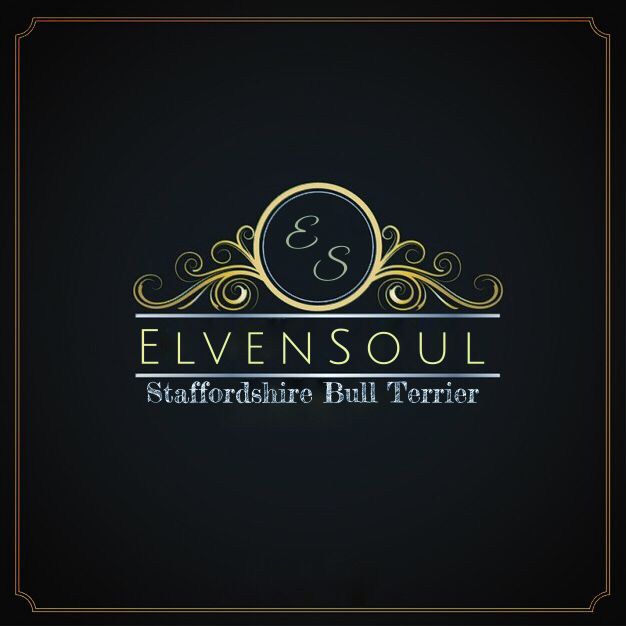 Elvensoul - ElvenSoul Staffordshire Bull Terrier