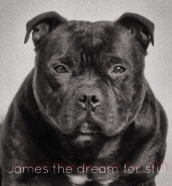 James The Dream For Still