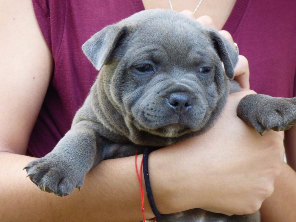 Portée James the dream for still x Bluedogcity Ivy
